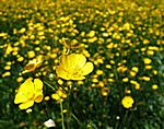 Blumen auf Samsö