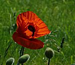 Klatschmohn