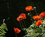 Im Garten