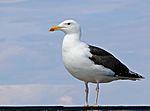 Möwe in Positur